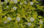 tavola kalinolist Nugget - Physocarpus opulifolius Nugget