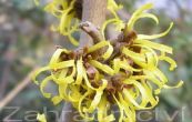 viln prostedn lut - Hamamelis  intermedia lut