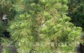 borovice ern - Pinus nigra