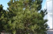 borovice ern - Pinus nigra