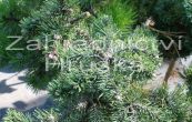 borovice kle Kudrn (na kmnku) - Pinus mugo Kudrn (na kmnku)