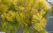 borovice kleč Wintergold (na kmínku) - Pinus mugo Wintergold (na kmínku)