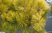 borovice kle Wintergold (na kmnku) - Pinus mugo Wintergold (na kmnku)