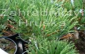 borovice kleč Karstens - Pinus mugo Karstens