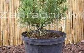 borovice kle Karstens - Pinus mugo Karstens
