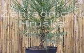borovice ern Nana Wurstle - Pinus nigra Nana Wurstle
