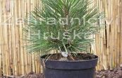 borovice ern Strypemonde - Pinus nigra Strypemonde