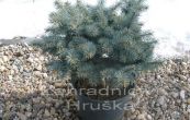 smrk pichlav Sain Marys Broom - Picea pungens Sain Marys Broom