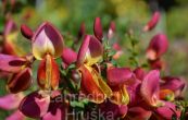 ilimnk Killiney Red - Cytisus Killiney Red