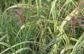ozdobnice nsk Gracillimus - Miscanthus sinensis Gracillimus