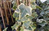 bean popnav Golden Kolibri - Hedera helix Golden Kolibri