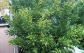 cypiek tupolist Draht - Chamaecyparis obtusa Draht