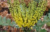 mahonie prostedn Winter Sun - Mahonia  media Winter Sun