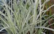 ozdobnice nsk Variegatus - Miscanthus sinensis Variegatus