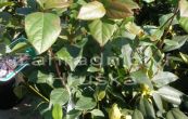 tualaj vavnolist Purpureum - Viburnum tinus Purpureum