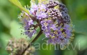 krsnoplodka Bodinerova - Callicarpa bodinieri var. giraldii