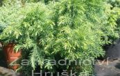 kryptomerie japonsk Monstrosa Nana - Cryptomeria japonica Monstrosa Nana