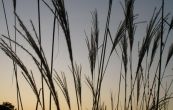ozdobnice nsk Malepartus - Miscanthus sinensis Malepartus
