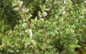 zimolez leskl Silver Beauty - Lonicera nitida Silver Beauty