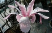 cholan Loebnerv Leonard Messel - Magnolia  loebneri Leonard Messel