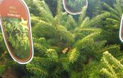 smrk vchodn Golden Start - Picea orientalis Golden Start