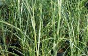 ozdobnice nsk Puentchen - Miscanthus sinensis Puentchen