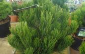borovice Heldreichova Compact Gem - Pinus heldreichii Compact Gem