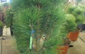 borovice ern Green Tower - Pinus nigra Green Tower