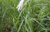 ozdobnice nsk Purpurescens - Miscanthus sinensis Purpurescens