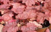dluicha Georgia Peach - Heuchera Georgia Peach