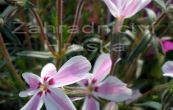 plamenka dlovit Candy Stripes - Phlox subulata Candy Stripes