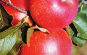 jabloň domácí Rubín - Malus domestica Rubín