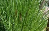 duchan japonsk - Pennisetum alopecuroides