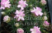trvnika trsnat Rschen - Armeria caespitosa Rschen