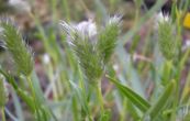 pchava - Sesleria heufleriana