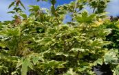 javor ml Drummondii - Acer platanoides Drummondii