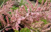 tamaryek tymun - Tamarix tetrandra