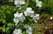 pustoryl Virginal - Philadelphus Virginal