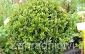 zimostrz - Buxus microphylla