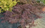 javor dlanitolist Burgundy Lace - Acer palmatum Burgundy Lace