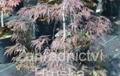 javor dlanitolist Inaba Shidare - Acer palmatum Inaba Shidare