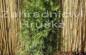 zerav zpadn Smaragd - Thuja occidentalis Smaragd
