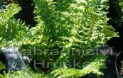 kapra samec Crispa - Dryopteris filix - mas Crispa