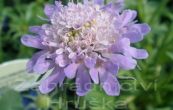 hlav fialov Pincushion Blue - Scabiosa columbaria f. nana Pincushion Blue