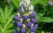 lupina Camelot Blue - Lupinus Camelot Blue