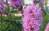 ukarda klasnat Floristan Violet - Liatris spicata Floristan Violet