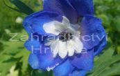 straka Blue Bird - Delphinium Blue Bird