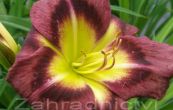 denivka Night Beacon - Hemerocallis Night Beacon