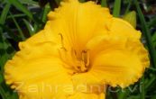 denivka Siloam Nugget - Hemerocallis Siloam Nugget