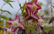 kornice - Epimedium  rubrum